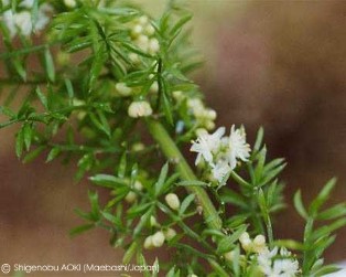 Asparagus densiflorus 'Sprengeri' varieg.