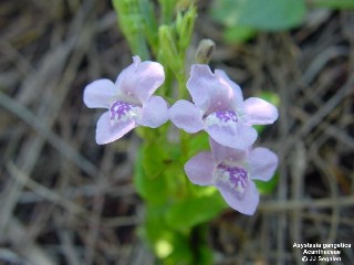 Asystasia gangetica