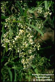 Atalaya hemiglauca