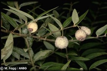 Austromyrtus dulcis