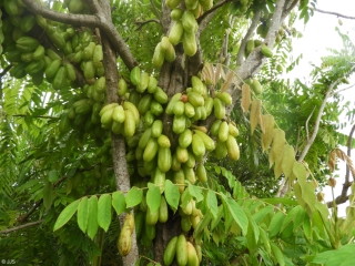 Averrhoa bilimbi