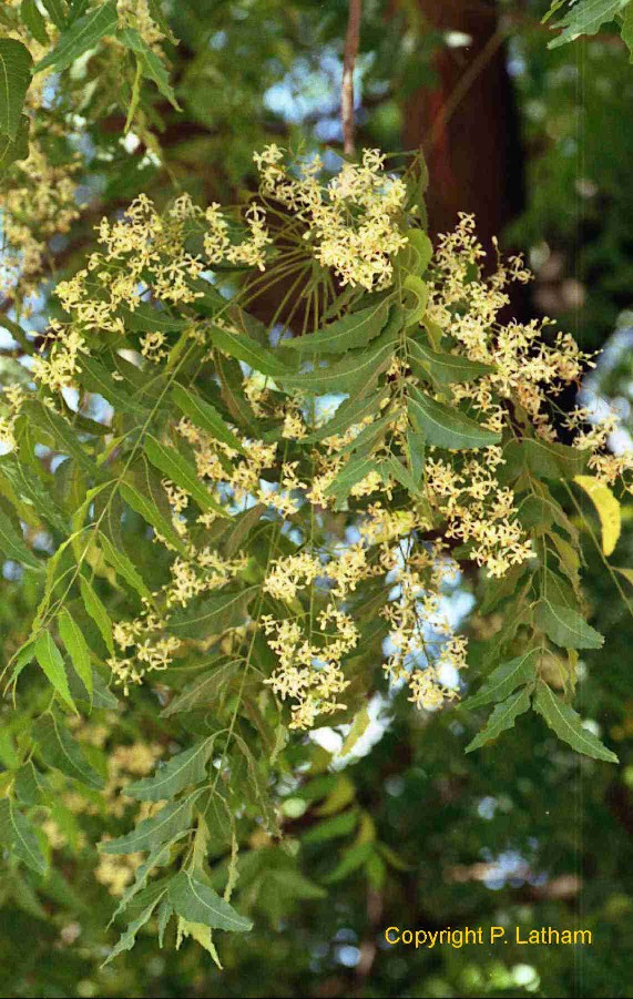 Exotische Nutz und Zierpflanzen Azadirachta indica
