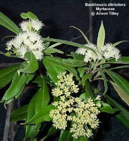 Backhousia citriodora