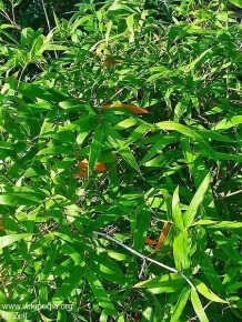 Bambusa arundinacea