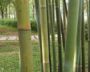 Bambusa textilis 
