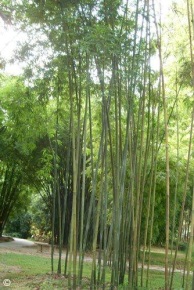 Bambusa textilis 