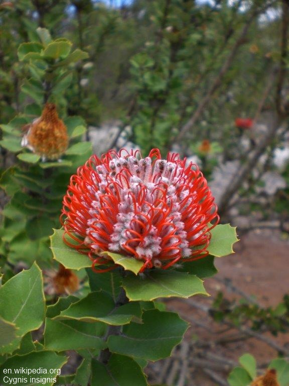 Exotische Nutz und Zierpflanzen Banksia coccinea