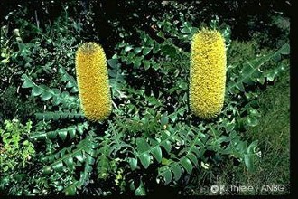 Banksia grandis