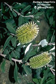 Banksia integrifolia