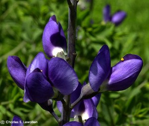 Baptisia australis