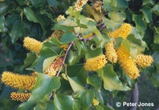 Barklya syringifolia