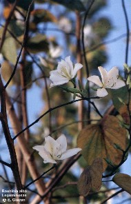 Bauhinia alba