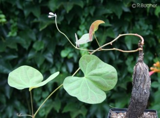 Bauhinia fassoglensis 