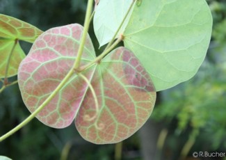 Bauhinia fassoglensis 