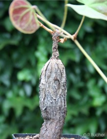 Bauhinia fassoglensis 