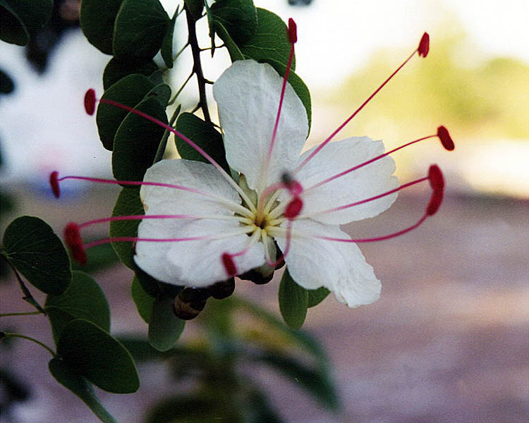 Exotische Nutz und Zierpflanzen Bauhinia hookeri