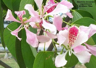 Bauhinia monandra