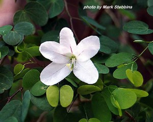 Bauhinia natalensis