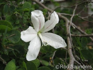 Bauhinia natalensis