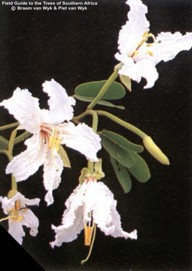 Bauhinia petersiana ssp. petersiana