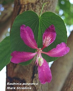 Bauhinia purpurea