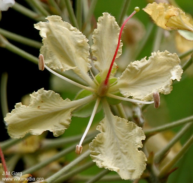 Exotische Nutz und Zierpflanzen Bauhinia vahlii