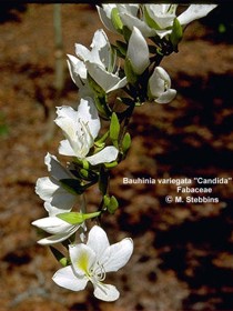 Bauhinia variegata candida