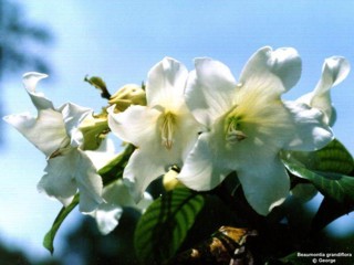 Beaumontia grandiflora