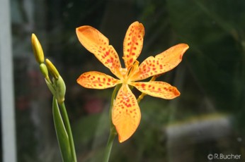 Belamcanda chinensis