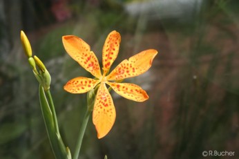 Belamcanda chinensis