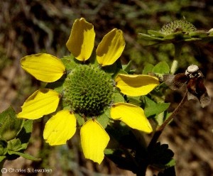 Berlandiera lyrata 