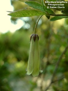 Billardiera longiflora