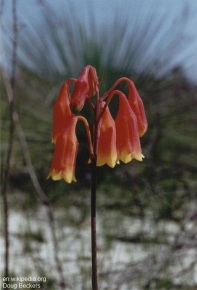 Blandfordia grandiflora