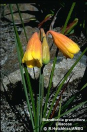 Blandfordia grandiflora