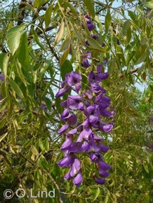 Bolusanthus speciosus