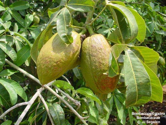 Exotische Nutz- und Zierpflanzen - Bombacopsis glabra