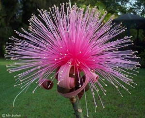 Bombax ellipticum 