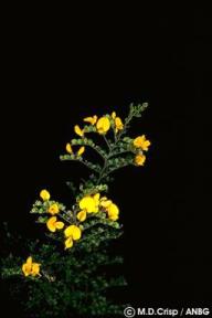 Bossiaea foliosa