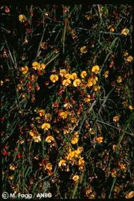 Bossiaea riparia 