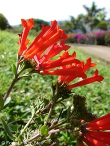 Bouvardia ternifolia