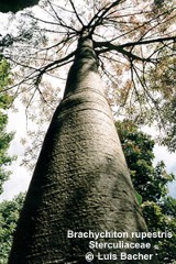 Brachychiton rupestris