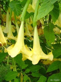 Brugmansia aurea