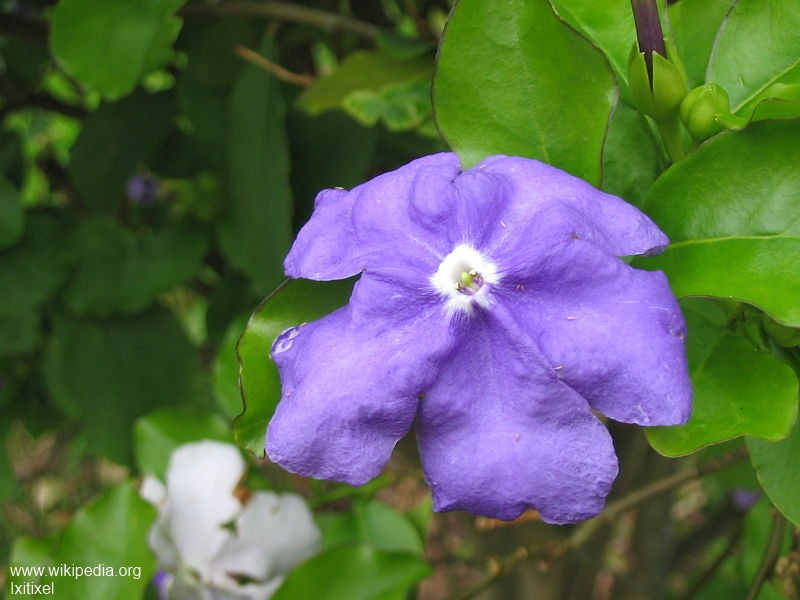 Exotische Nutz und Zierpflanzen Brunfelsia latifolia
