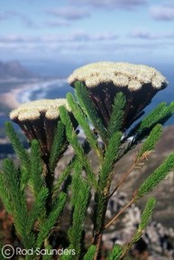 Brunia albiflora