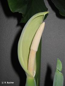 Exotische Nutz und Zierpflanzen Alocasia macrorrhiza