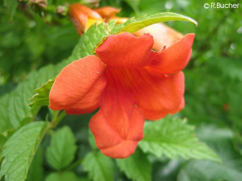 Exotische Nutz und Zierpflanzen Campsis radicans