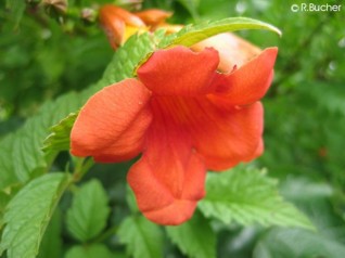 Campsis radicans 