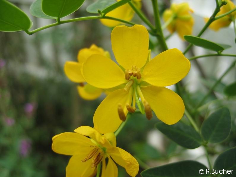 Exotische Nutz und Zierpflanzen Cassia floribunda