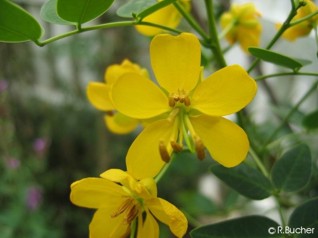 Cassia floribunda