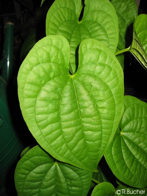 Exotische Nutz und Zierpflanzen Dioscorea bulbifera